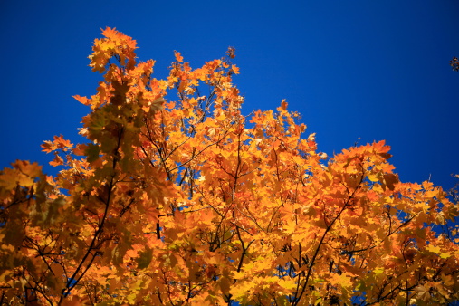 tilt-shift image of autumn leaves