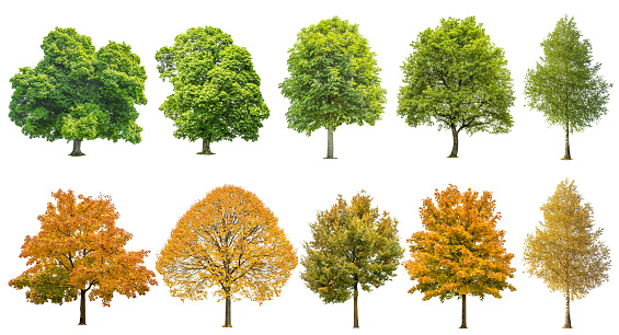 Autumn summer trees isolated on white background. Oak, maple, linden, birch. Green and yellow leaves