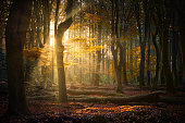 istock Autumn sun shining through forest 1286869686