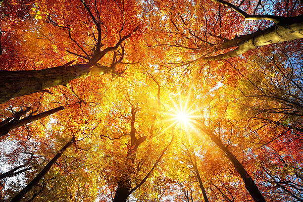 Autumn sun shining through tree canopy Autumn sun warmly shining through the canopy of beech trees with gold foliage, worm's eye view below stock pictures, royalty-free photos & images