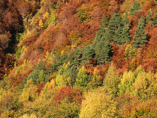 Autumn texture stock photo
