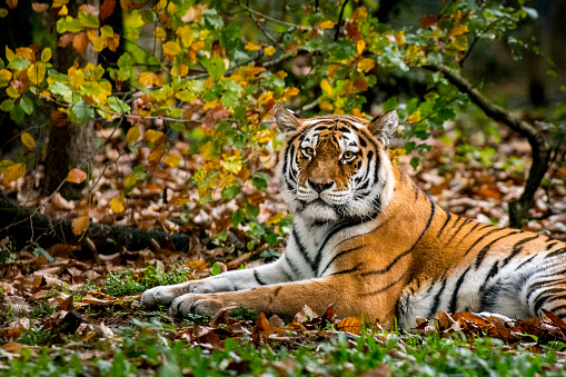 Close-up of tiger in the forest shows how its camouflage color and striped pattern works great in fall.