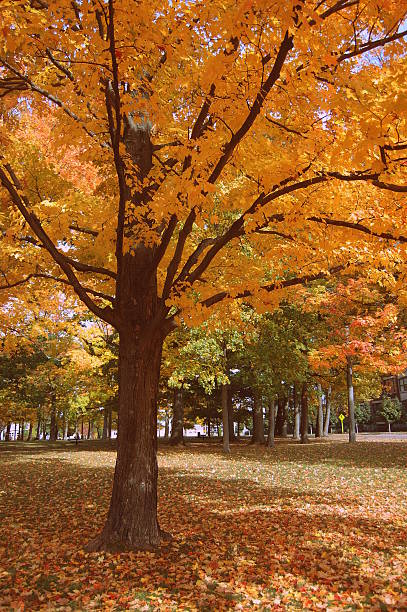 Autumn Tree stock photo