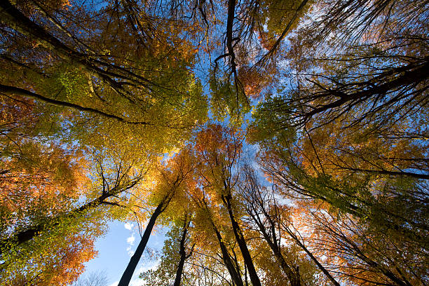 Autumn trees, looking up. stock photo