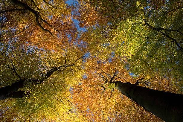 Autumn trees, looking up. stock photo