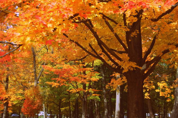 Autumn Trees stock photo
