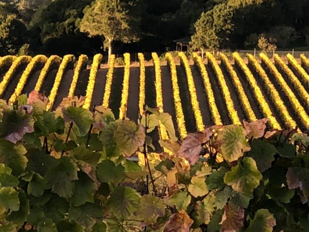 Autumn Vineyard stock photo