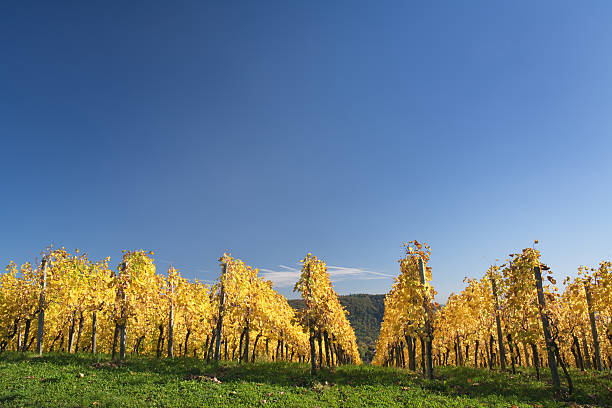 autumn vineyard stock photo