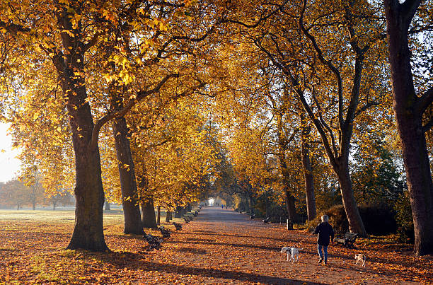 Autumn walk "London, UK - November, 18th 2012:A lone woman walks dogs through Regents Park in London at dawn in autumn" early morning dog walk stock pictures, royalty-free photos & images