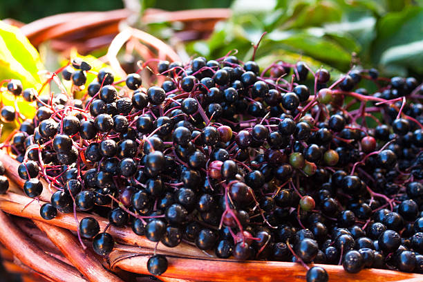 Autumn Wicker basket with ripe black Elderberries stock photo