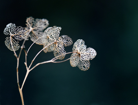 Lacy, romantic, delicate dead dried hydrangea flower skeletons. Autumn winter dark botanical background with copyspace