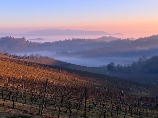 Photo of Autumn Winter Panorama Vineyard with Fog in Raising from the Valleys. Monferrato, Piedmont, Italy