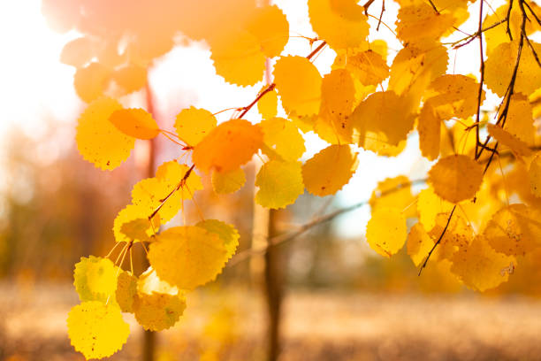 Photo of Autumn yellow foliage on an aspen branch. Seasonal atmospheric landscape.