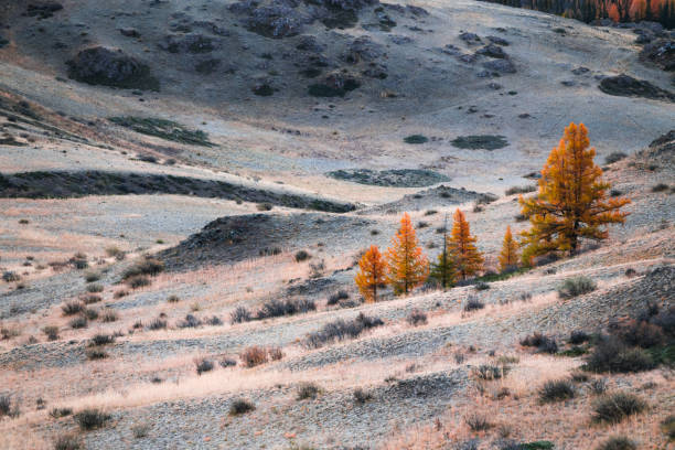 Autumn yellow trees and hills with morning hoarfrost Autumn yellow trees and hills with morning hoarfrost. Autumn landscape of Kurai steppe in Altai, Siberia, Russia. altai mountains stock pictures, royalty-free photos & images