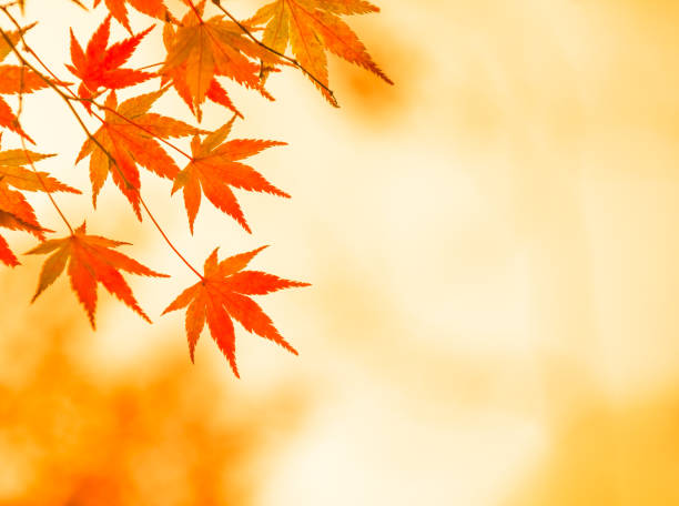 autumnal background, slightly defocused red maple leaves stock photo