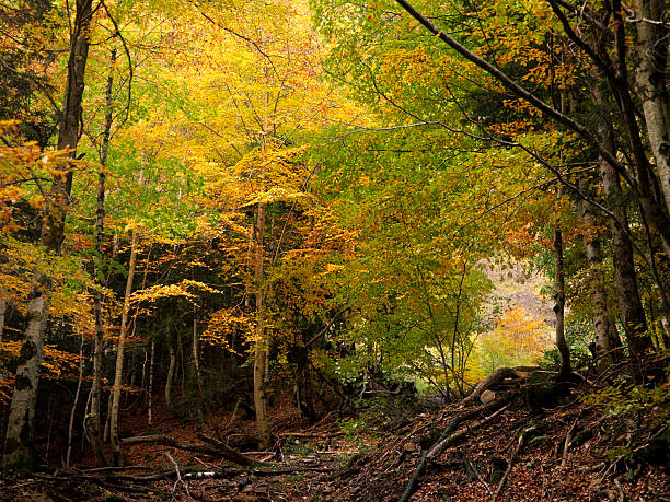 Autumnal forest. stock photo