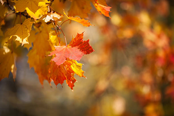 Autumnal leaves, red and yellow maple foliage against  forest stock photo