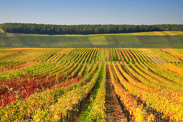 Autumnal Wineyards stock photo