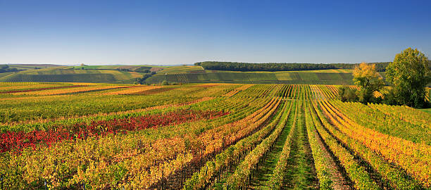 Autumnal Wineyards stock photo