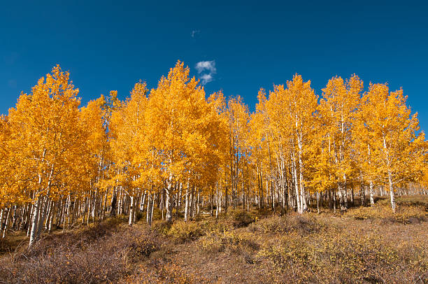 Autumnally Aspen Trees stock photo