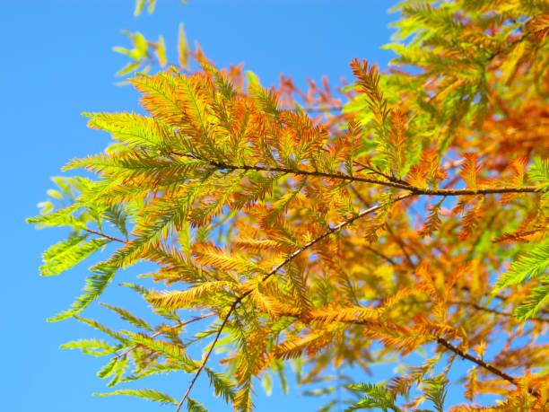 herfstkleuren van taxodium distichum in blauwe hemel - bald cypress tree stockfoto's en -beelden