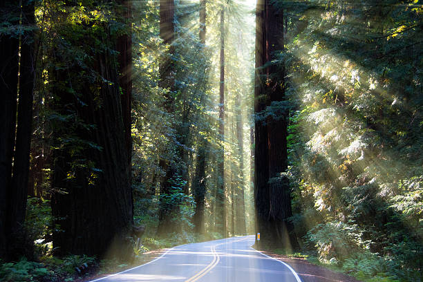 Avenue of the Giants, Humboldt Redwoods State Park stock photo