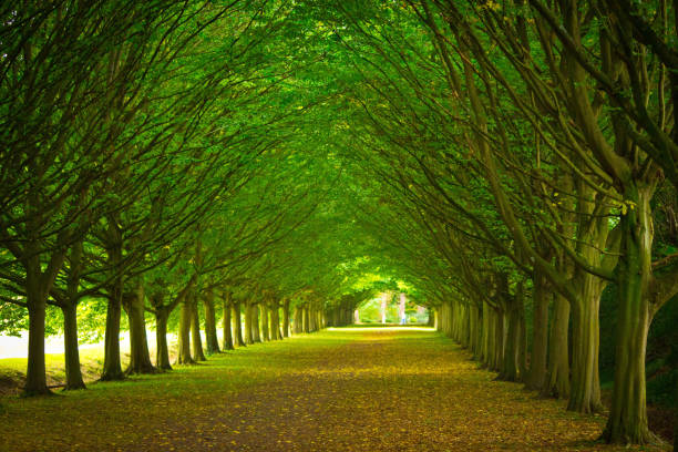 Avenue through trees in a formal garden A formal garden with treelined footpaths in an English public park. garden path stock pictures, royalty-free photos & images