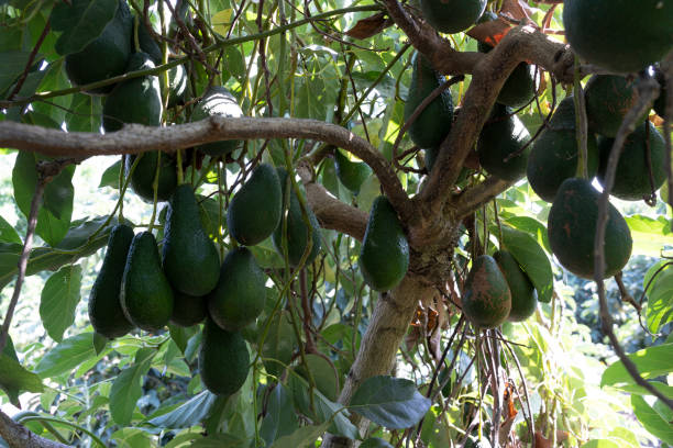 Avocados ripen on the tree in the harvest season stock photo