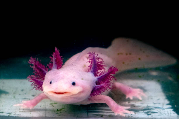 axolotl mexican salamander portrait underwater stock photo