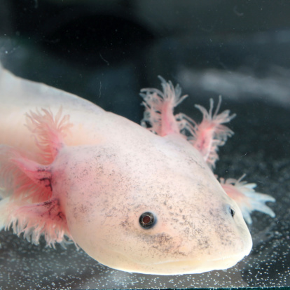 Axolotl Stock Photo - Download Image Now - iStock