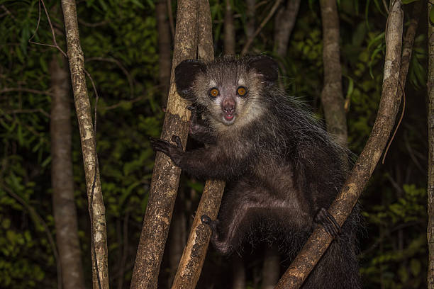 Aye-aye, nocturnal lemur of Madagascar stock photo