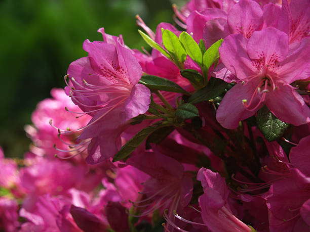 Azalea Bush in Hot Pink Blossoms in Spring, Pennsylvania stock photo