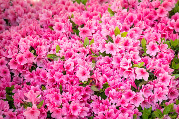 azalea flower blooming beautifully in the garden of spring In spring, we filmed a beautifully blooming royal azaleas in the ornamental garden. azalea stock pictures, royalty-free photos & images