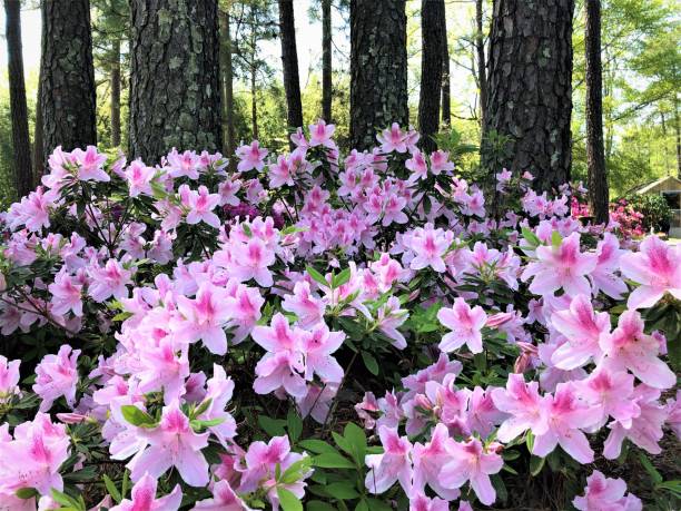 Azalea Flower Blooming in the Garden Pretty pink Azalea bush blooming in the Garden, Spring in GA USA. azalea stock pictures, royalty-free photos & images