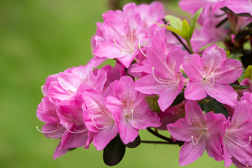 Rhododendron shrub blooming among other plants and trees in a garden, with a watering hose visible