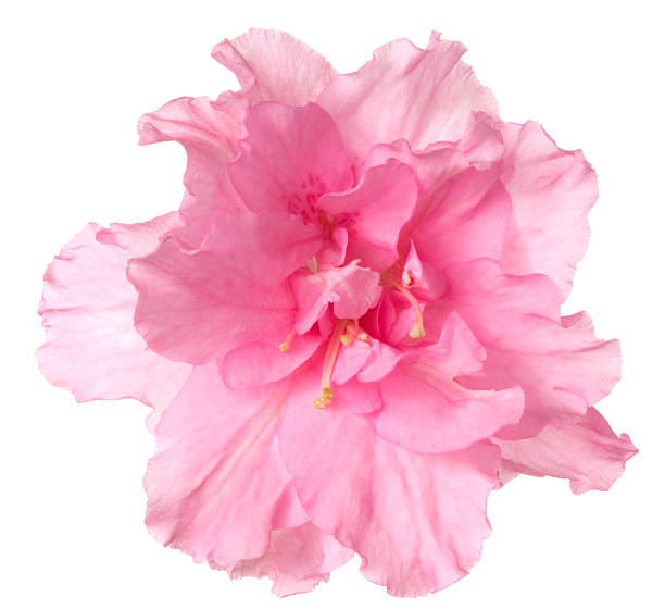 Azalea. Pink flower on a white background. single flower stock pictures, royalty-free photos & images