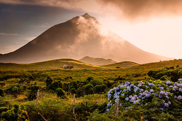 Azorian volcano Pico with  fog passing over Huge bull between hydrangeas, bushes of Erica Azorica and Azorian volcano Pico with patches of fog passing over him in the golden hour evening light acores stock pictures, royalty-free photos & images