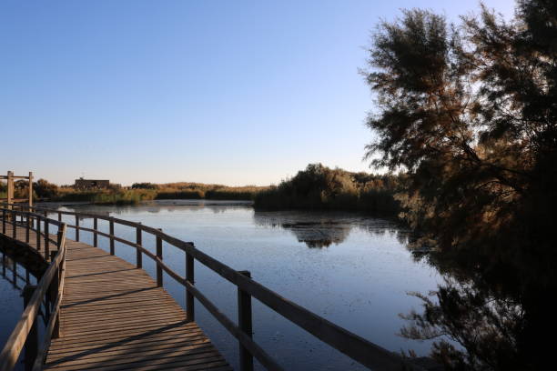 Azraq Wetland Reserve The Azraq Wetland Reserve is a nature reserve located near the town of Azraq in the eastern desert of Jordan mafraq stock pictures, royalty-free photos & images