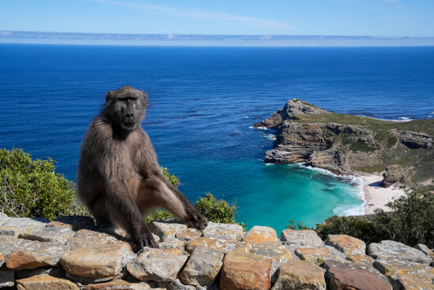 A baboon is looking towards the camera with the blue sea in the background, at Cape Point. stock photo