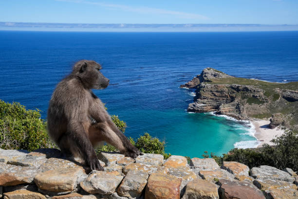 A baboon sitting on a stone wall with a panoramic view of the blue ocean. stock photo