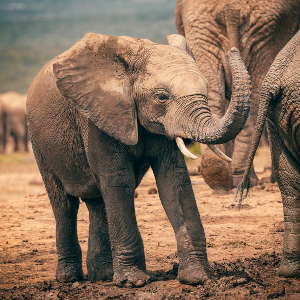 Baby african elephant playing with trunk in Addo National Park, South Africa stock photo