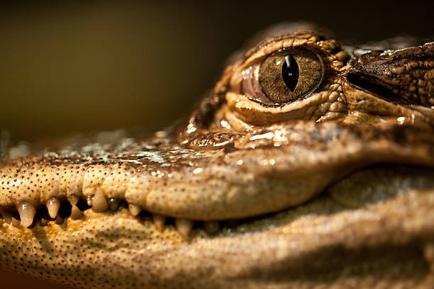 baby alligator - american aligator hatched bildbanksfoton och bilder