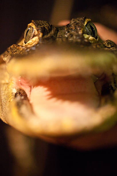 baby alligator - american aligator hatched bildbanksfoton och bilder