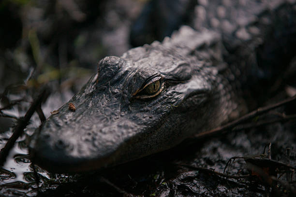 BAby Alligator stock photo