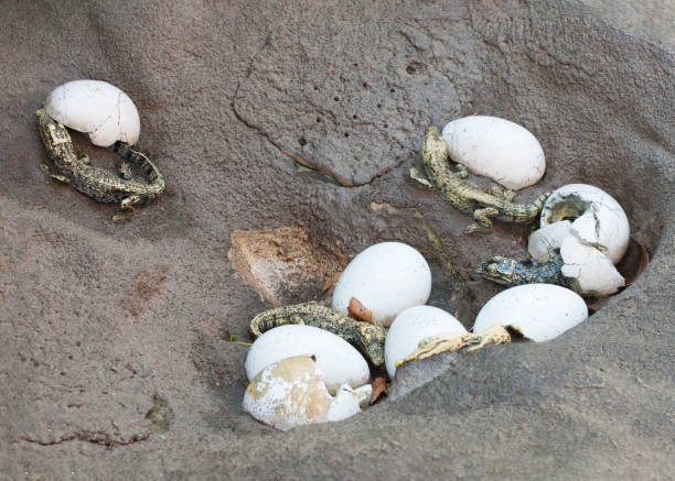 Baby Alligators Hatching From Broken Eggshells stock photo