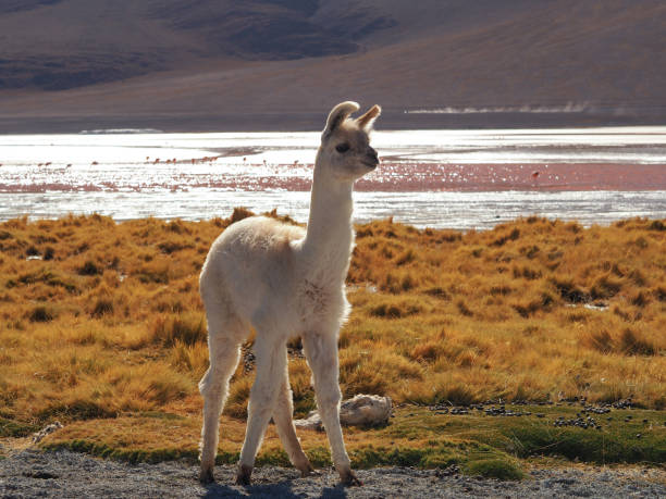Baby Alpaca at Laguna Colorada, Uyuni, Bolivia stock photo