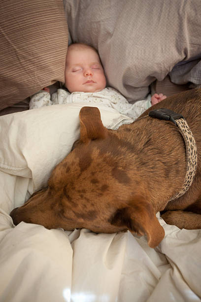 Baby and Dog stock photo