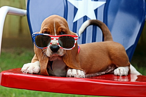Basset hound puppy on the Fourth of July