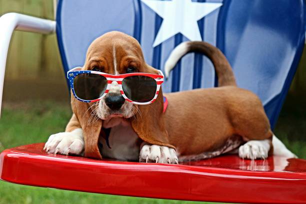 Baby Basset with Sunglasses. Fourth of July. Basset hound puppy on the Fourth of July july 4 stock pictures, royalty-free photos & images