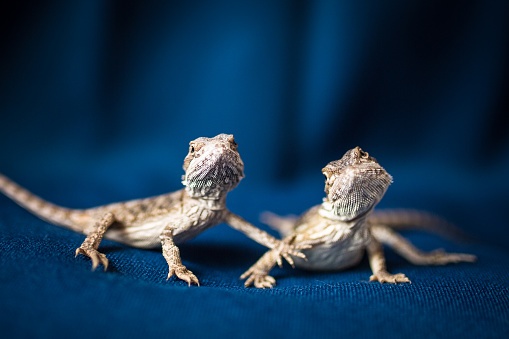 Baby Lizards